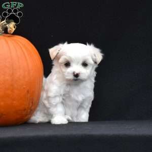 Paxton, Maltese Puppy